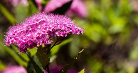 小清新唯美自然花朵