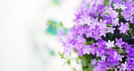 小清新唯美自然花朵