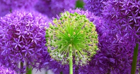 小清新唯美自然花朵