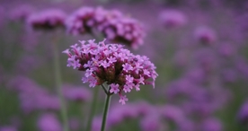 小清新唯美自然花朵