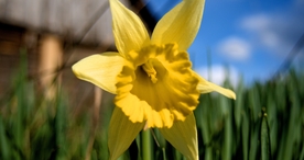 小清新唯美自然花朵