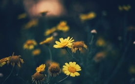 小清新唯美自然花朵