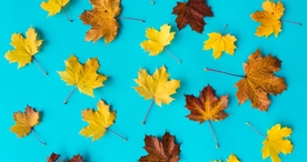 枫叶枫树枫林深秋唯美背景