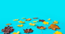 枫叶枫树枫林深秋唯美背景