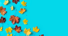 枫叶枫树枫林深秋唯美背景