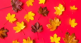 枫叶枫树枫林深秋唯美背景