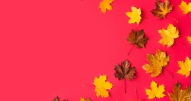 枫叶枫树枫林深秋唯美背景