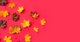 枫叶枫树枫林深秋唯美背景