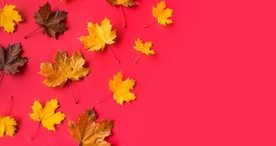 枫叶枫树枫林深秋唯美背景