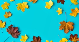 枫叶枫树枫林深秋唯美背景