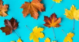 枫叶枫树枫林深秋唯美背景