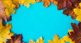 枫叶枫树枫林深秋唯美背景