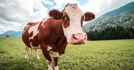 奶牛肉牛养殖图片