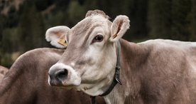 奶牛肉牛养殖图片