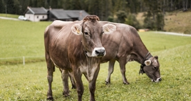 奶牛肉牛养殖图片