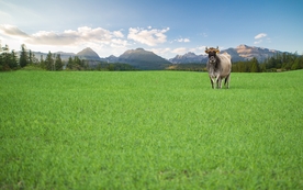奶牛肉牛养殖图片