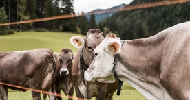 奶牛肉牛养殖图片