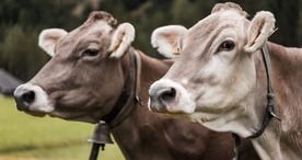 奶牛肉牛养殖图片