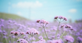 小清新唯美自然花朵