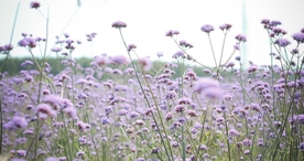 小清新唯美自然花朵