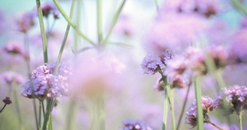 小清新唯美自然花朵