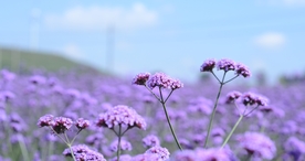 小清新唯美自然花朵