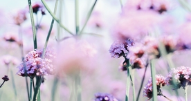 小清新唯美自然花朵