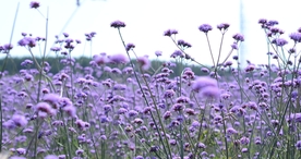 小清新唯美自然花朵