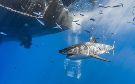 海洋生物鲨鱼霸主