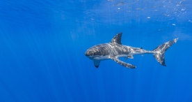 海洋生物鲨鱼霸主