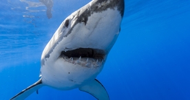 海洋世界  鲨鱼 海豚 海底