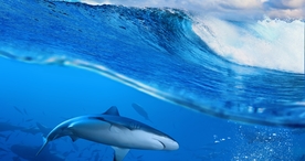 海洋生物鲨鱼霸主