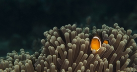 海洋生物海底世界