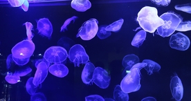 海洋生物海底世界