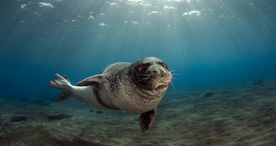 海洋生物海底世界