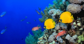 海洋生物海底世界