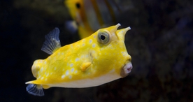 海洋生物海底世界