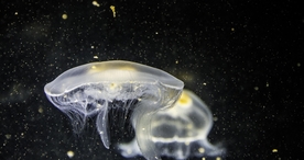 海洋生物海底世界