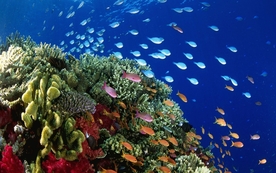 海洋生物海底世界