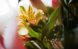 小清新唯美朦胧花朵