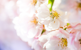 小清新唯美朦胧花朵