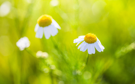 小清新唯美朦胧花朵
