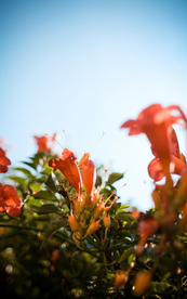 小清新唯美朦胧花朵