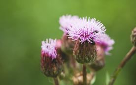 小清新唯美朦胧花朵