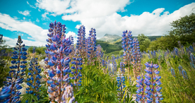 薰衣草田园图片