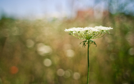 小清新唯美朦胧花朵