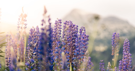 薰衣草田园图片