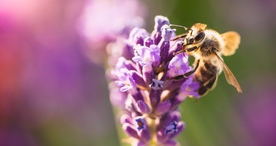 花间隐者小蜂蜜图片