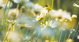 花间隐者小蜂蜜图片