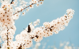 花间隐者小蜂蜜图片